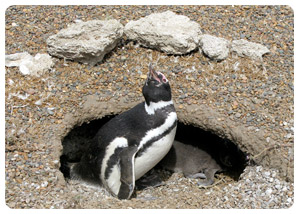 puerto madryn travel guide