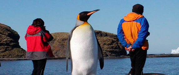 Pinguins in Argentina