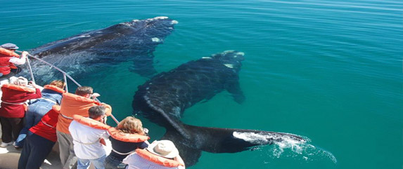 Tours in Puerto Madryn