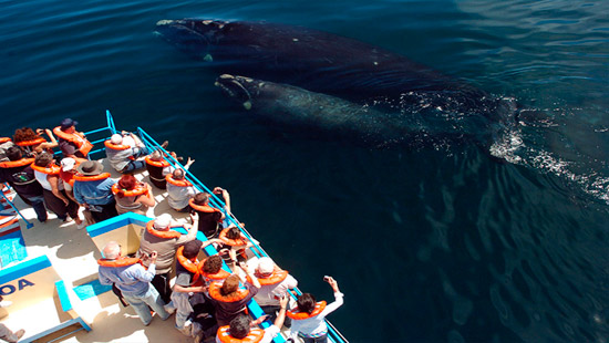 Puerto madryn tour