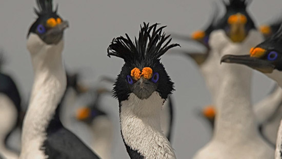 boat To Harberton Ranch pinguins
