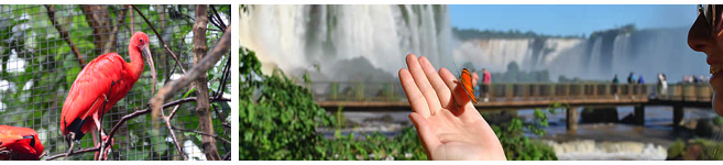 Iguazu falls